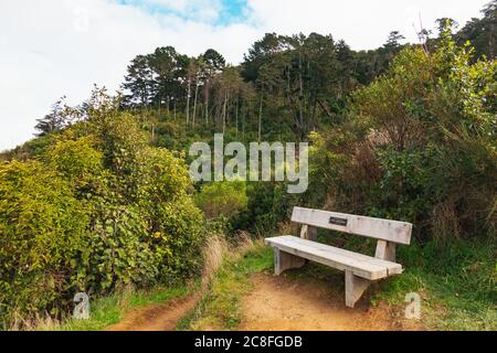 Un siège commémoratif en bois parmi les buissons sur la promenade du nord de la ceinture de ville, Wellington, Nouvelle-Zélande Banque D'Images