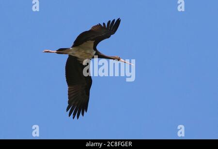 Ciconie noire (Ciconia nigra), deuxième année calendaire porc noir en vol vu d'en-dessous, Espagne, Asturies Banque D'Images