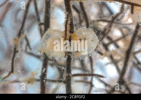 roach, Roach des Balkans (Rutilus rutilus, Leuciscus rutilus), fraie sur les racines, Allemagne Banque D'Images
