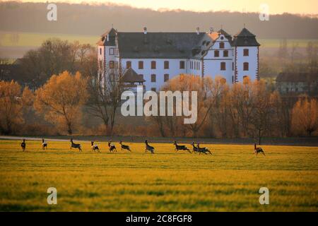 Cerf de virginie (Caprerolus caprerolus), fuyant un groupe de cerfs de Virginie dans un champ au printemps devant le château de Walkershofen, Allemagne, Bade-Wurtemberg, Walkershofen Banque D'Images