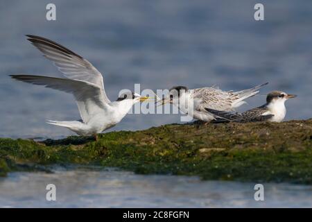 Petite sterne (Sterna albifrons, Sternula albifrons), petite sterne adulte nourrissant sa poussin dans la mer Méditerranée, Italie, Leghorn Banque D'Images