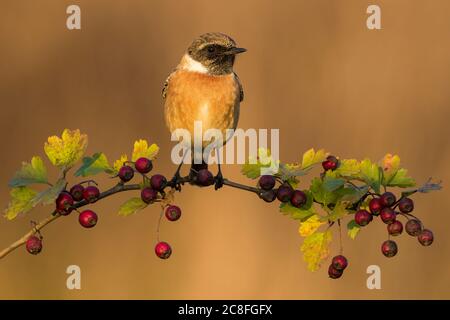 Le Stonechat commun (Saxicola rubicola, Saxicola torquata rubicola), mâle perché sur une branche avec des baies rouges, Italie, Stagno di Peretola Banque D'Images