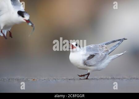 Sterne commune (Sterna hirundo), début immature pour la nourriture, Açores Banque D'Images