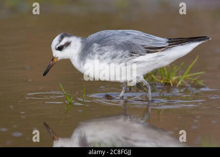 Phalarope grise (Phalaropus fullicarius), hivernant le premier hiver dans l'eau, Royaume-Uni, Angleterre, Norfolk Banque D'Images