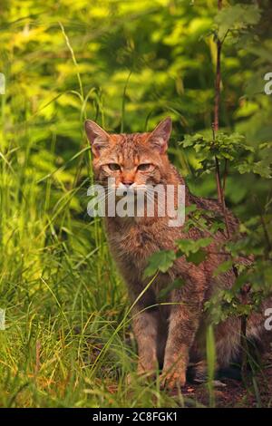 Chat sauvage (Felis silvestris), assis sur un terrain forestier, Allemagne Banque D'Images