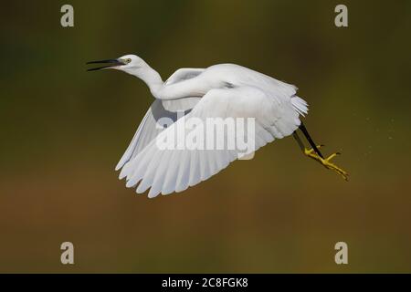 Petit égret (Egretta garzetta), adulte en vol, Italie, Stagno dei Cavalieri Banque D'Images