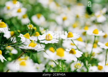 fleurs de camomille avec une faible profondeur de champ, plein cadre Banque D'Images