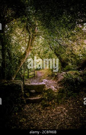 Une vieille pierre s'entaille sur un sentier de Metha Woods dans la vallée de Lappa, près de St Newlyn East, dans les Cornouailles. Banque D'Images