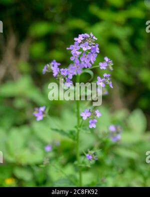 Fleurs de Hesperis Matronalis, gros plan. Banque D'Images