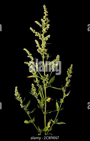 Orache commun (Atriplex patula). Gros plan sur l'inflorescence Banque D'Images