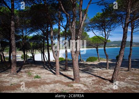 Géographie / Voyage, Italie, Sardaigne, pin sur la plage de Porto Ainu, à Budoni, Gallura, Sardini est, droits-supplémentaires-autorisations-Info-non-disponible Banque D'Images