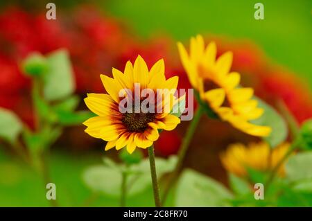 Peut-être un tournesol 'Firecracker' (Helianthus annuus) ou 'Ring of Fire', qui appartient au même genre et à la même espèce. Le nom du pirate MIG Banque D'Images