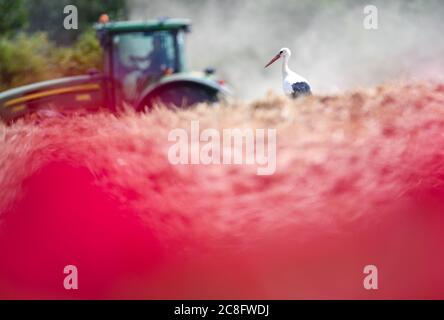 Steinfurth, Allemagne. 24 juillet 2020. Derrière un lit de roses près du village rose de Steinfurth, un cigosier blanc est à la recherche de nourriture dans un champ fraîchement labouré. Le village de Wetterau est le plus ancien village de roses d'Allemagne. En 1868, les roses ont été cultivées professionnellement ici pour la première fois. Crédit : Arne Dedert/dpa/Alay Live News Banque D'Images