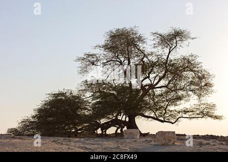 Arbre de vie Banque D'Images