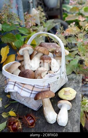 Droits CEPS (Boletus edulis) Royaume-Uni et irlandais uniquement disponibles. Contactez le bureau pour obtenir des droits supplémentaires. Banque D'Images