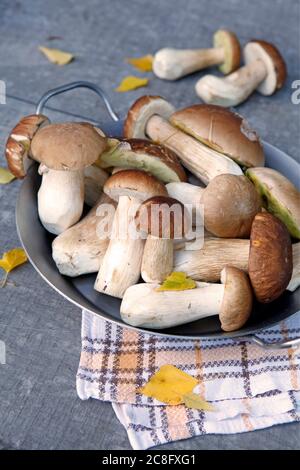 Droits CEPS (Boletus edulis) Royaume-Uni et irlandais uniquement disponibles. Contactez le bureau pour obtenir des droits supplémentaires. Banque D'Images