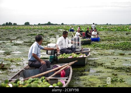 Suqian, province chinoise du Jiangsu. 24 juillet 2020. Les membres d'une coopérative professionnelle récoltent des lotus pods dans le village de Lihe, comté de Sihong, province du Jiangsu, en Chine orientale, le 24 juillet 2020. Ces dernières années, le comté a réduit la superficie de l'aquaculture dans le lac Hongze et organisé les pêcheurs à mettre en place des coopératives pour développer la plantation de plantes aquatiques, ce qui non seulement améliore l'environnement écologique du lac mais assure également le revenu des pêcheurs. Crédit: Xu Changliang/Xinhua/Alay Live News Banque D'Images