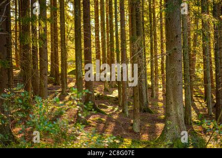 Des ruisseaux de soleil entre les arbres d'une forêt dense. Banque D'Images