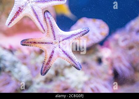 Gros plan sur le dessous d'une étoile de mer orange colorée (étoiles de mer, poissons étoiles) dans un aquarium marin de récif de corail, alors qu'il rampe à travers le verre. Banque D'Images