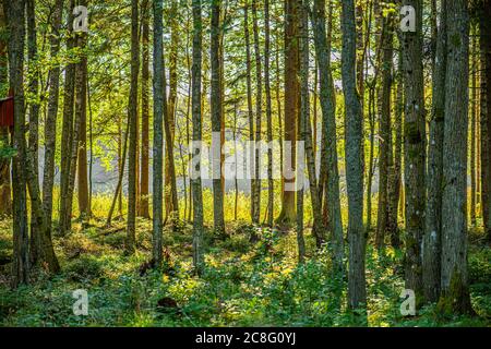 Des ruisseaux de soleil entre les arbres d'une forêt dense. Banque D'Images