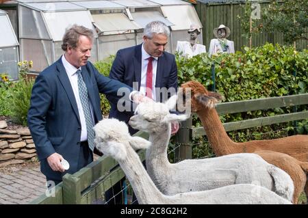 Le secrétaire écossais Alister Jack (à gauche) et le secrétaire en chef du Trésor Steve Barclay nourrissent les alpagas de LOVE Gorgie City Farm à Édimbourg, comme il a été annoncé que des financements supplémentaires seront garantis aux nations dévolantées pour leur donner la certitude pour les mois à venir dans leur gestion coronavirus. Banque D'Images