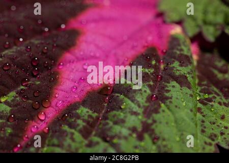 Détail de feuilles d'une ortie peinte, Solenostemon scutellarioides. Banque D'Images