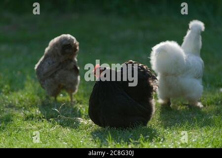 Trois poulets bantam d'animal de compagnie, avec un petit bantam noir de pekin le sujet principal. Rétro-éclairé par la lumière du soleil sur une pelouse de jardin verte courte. Banque D'Images