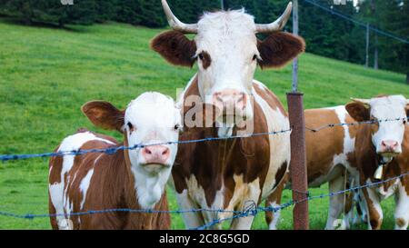 Bétail dans un pâturage de montagne alpine. Les vaches nourries par l'herbe sont riches en acides gras oméga-3. Banque D'Images