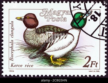 HONGRIE - VERS 1988: Un timbre imprimé en Hongrie à partir du numéro des Canards sauvages montre le méroquène commun (Bucephula clangula), vers 1988. Banque D'Images