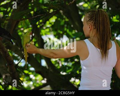 Une femme tient une pomme avec son bras tendu pour nourrir des perruques vertes dans le parc St. James's de Londres. Le nombre d'oiseaux devient de plus en plus grand. Banque D'Images