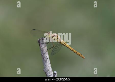 Une femelle de dard à duvet (Sympetrum striolatum) repose sur une tige tout en traquant prier. Les mâles sont de couleur rouge tandis que les femelles tournent du jaune au marron. Banque D'Images