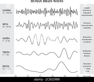 Diagramme des ondes cérébrales humaines / diagramme / Illustration en noir Et blanc / langue anglaise Illustration de Vecteur