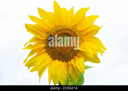 Une abeille sur un seul tournesol géant Ray of Sunshine (Helianthus annuus) Banque D'Images