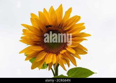 Une abeille sur un seul tournesol géant Ray of Sunshine (Helianthus annuus) Banque D'Images