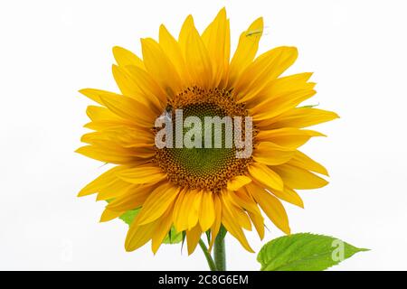 Une abeille et un lacération sur un seul tournesol géant Ray of Sunshine (Helianthus annuus) Banque D'Images