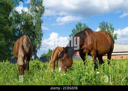 Les chevaux bruns se broutent dans l'herbe près du village lors d'une journée d'été. La foal tombe près de sa mère. Banque D'Images