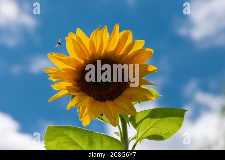 Une abeille volant vers un seul tournesol géant Ray of Sunshine (Helianthus annuus) contre un ciel bleu et nuageux Banque D'Images