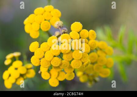 Tansy Tanaceum vulgare, boutons dorés, amers fleurs jaunes dans le pré macro sélectif foyer Banque D'Images