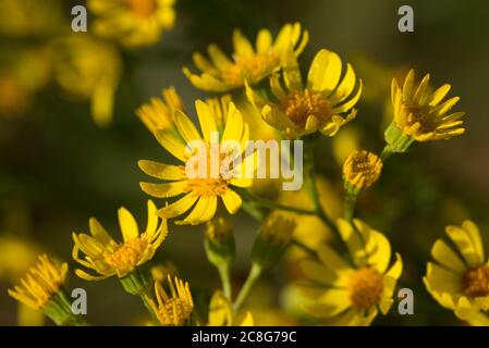 Jacobaea vulgaris, fleurs jaunes de ragwort dans le pré gros plan foyer sélectif Banque D'Images