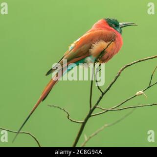 Gros plan d'oiseau d'abeille reposant sur une branche isolée sur un fond vert Banque D'Images