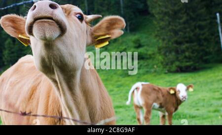 Bétail dans un pâturage de montagne alpine. Les vaches nourries par l'herbe sont riches en acides gras oméga-3. Banque D'Images