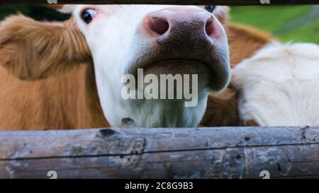 Bétail dans un pâturage de montagne alpine. Les vaches nourries par l'herbe sont riches en acides gras oméga-3. Banque D'Images