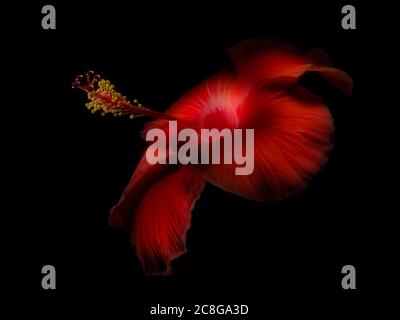 Fleur d'hibiscus diffusée rouge avec éclairage artistique spectaculaire Banque D'Images