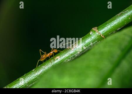 Pharaoh isolé marchant sur un fond vert de tige Banque D'Images