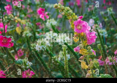 Fleurs de Hollyhock dans le parc, Alcea rosea (commun hollyhock) est une plante ornementale de la famille des Malvaceae. Banque D'Images