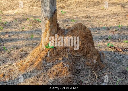 Termite nichent sur le sol et le pin. Banque D'Images