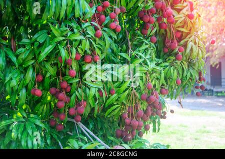 Des fruits rouges mûrs frais sont accrochés au litchi dans le jardin. Banque D'Images