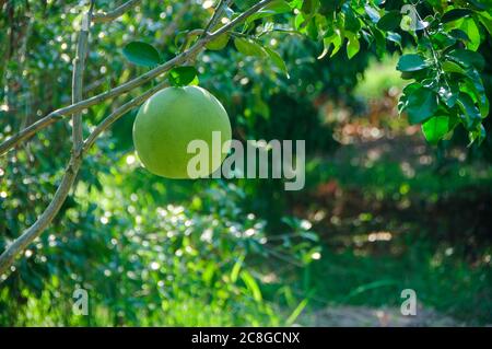 Pomelo ou pamplemousse suspendu sur l'arbre dans le jardin. Banque D'Images