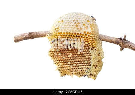 Ruche de gros plan sur bâton d'arbre isolé sur fond blanc, chemin de coupure inclus. Banque D'Images