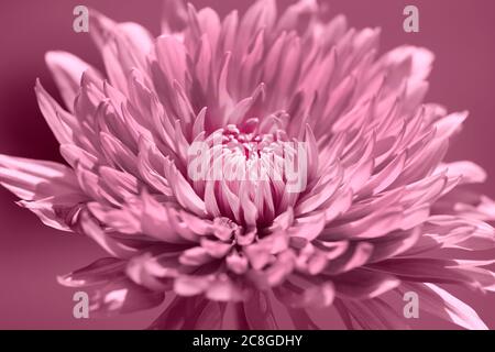 Fleur rose éclatant de chrysanthème sur fond rose doux Banque D'Images